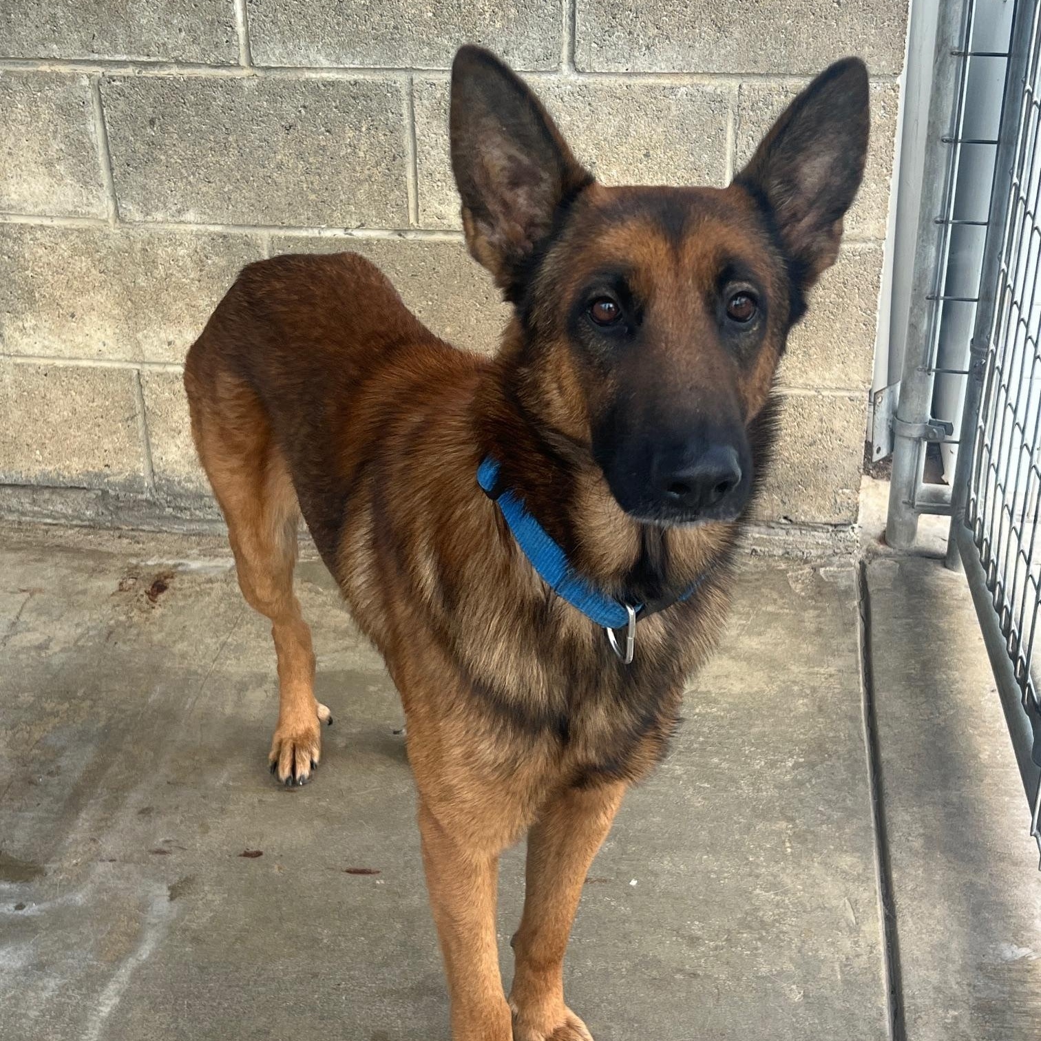 Enzo, ADOPTABLE, Adult Male German Shepherd Dog.