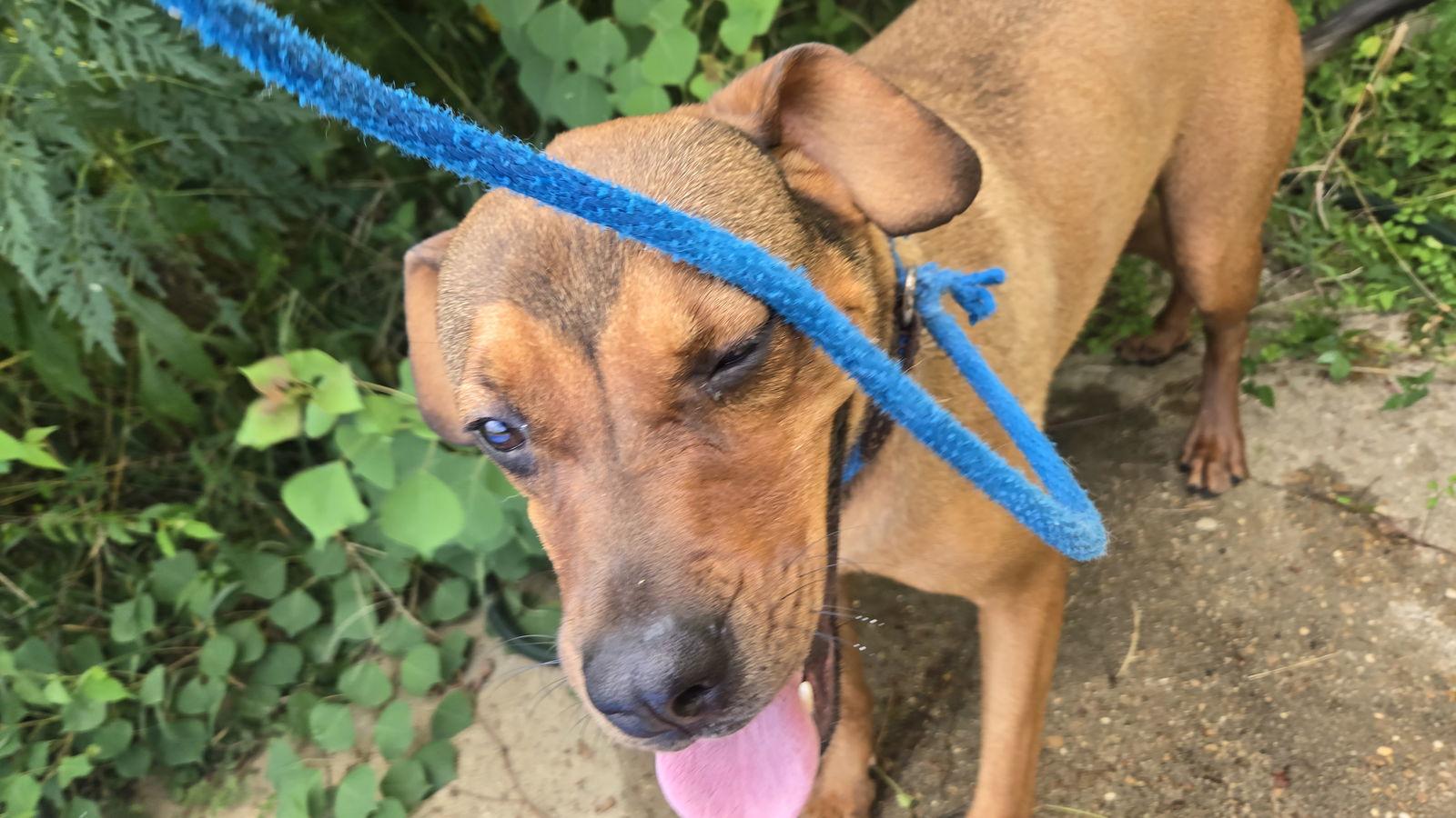 Enlarge Charlie, a Adoptable mixed breed in Jackson, MS image 1/3