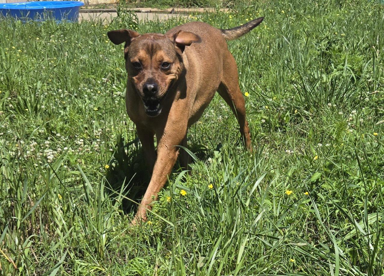 Enlarge Charlie, a Adoptable mixed breed in Jackson, MS image 2/3