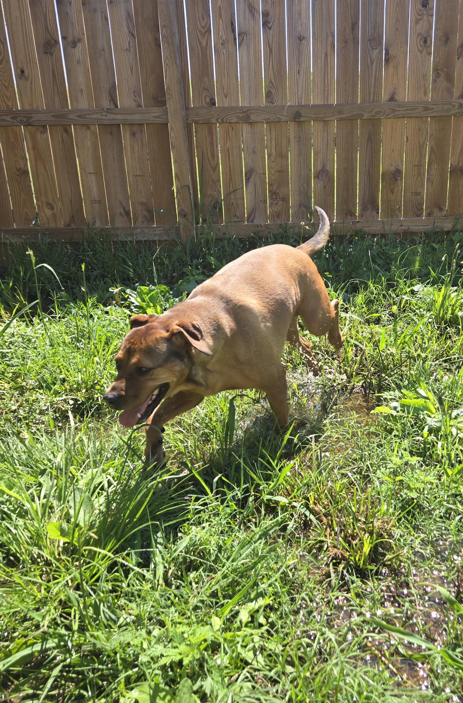 Enlarge Charlie, a Adoptable mixed breed in Jackson, MS image 3/3