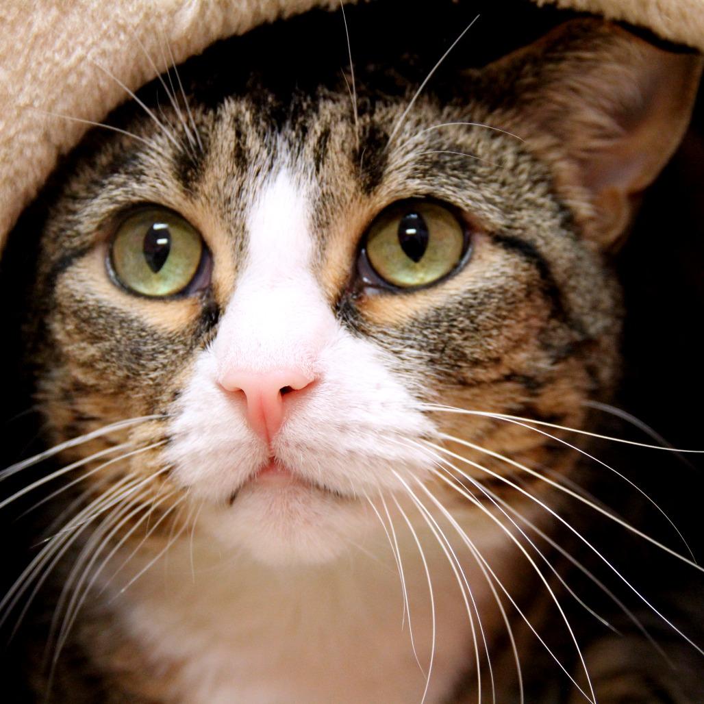 Sprite, Adoptable, Senior Female Domestic Short Hair.