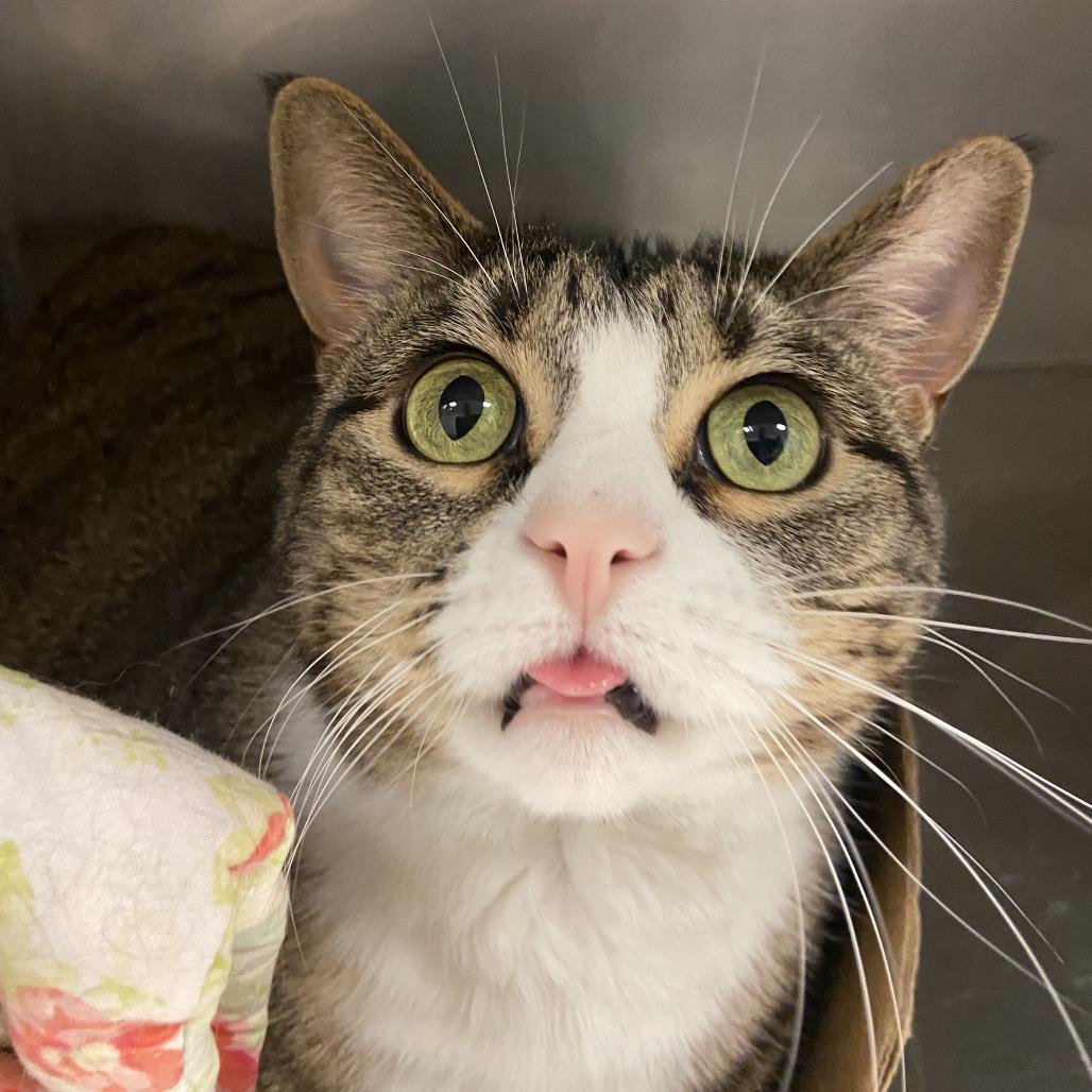 Sprite, a Adoptable Domestic Short Hair in Monroe, LA image 1/2
