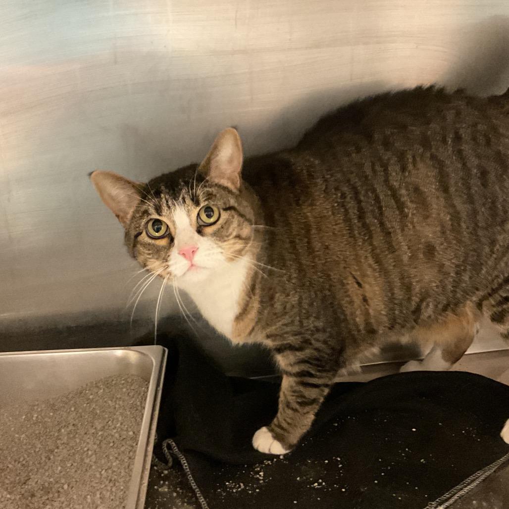 Sprite, a Adoptable Domestic Short Hair in Monroe, LA image 2/2