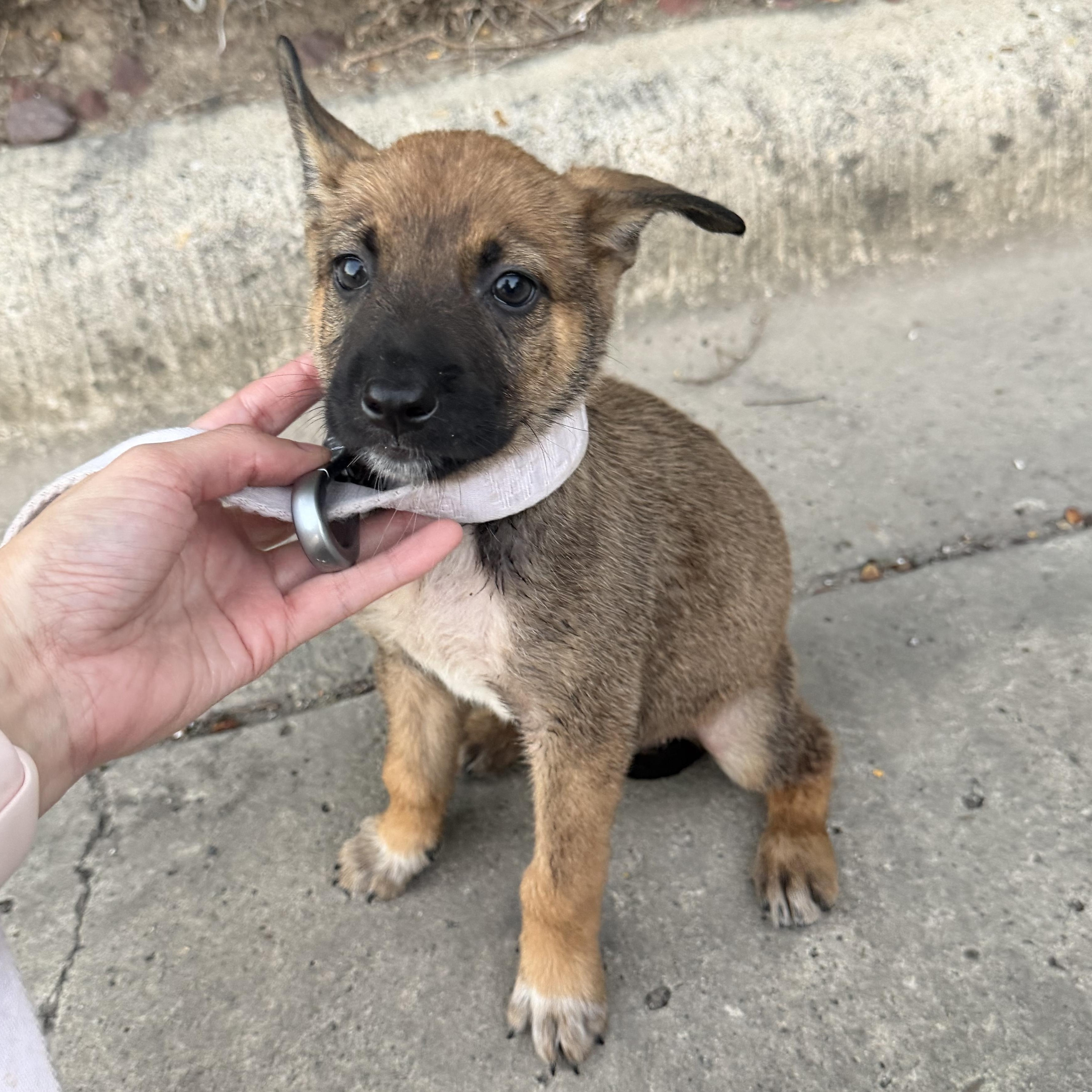 Mabel photo