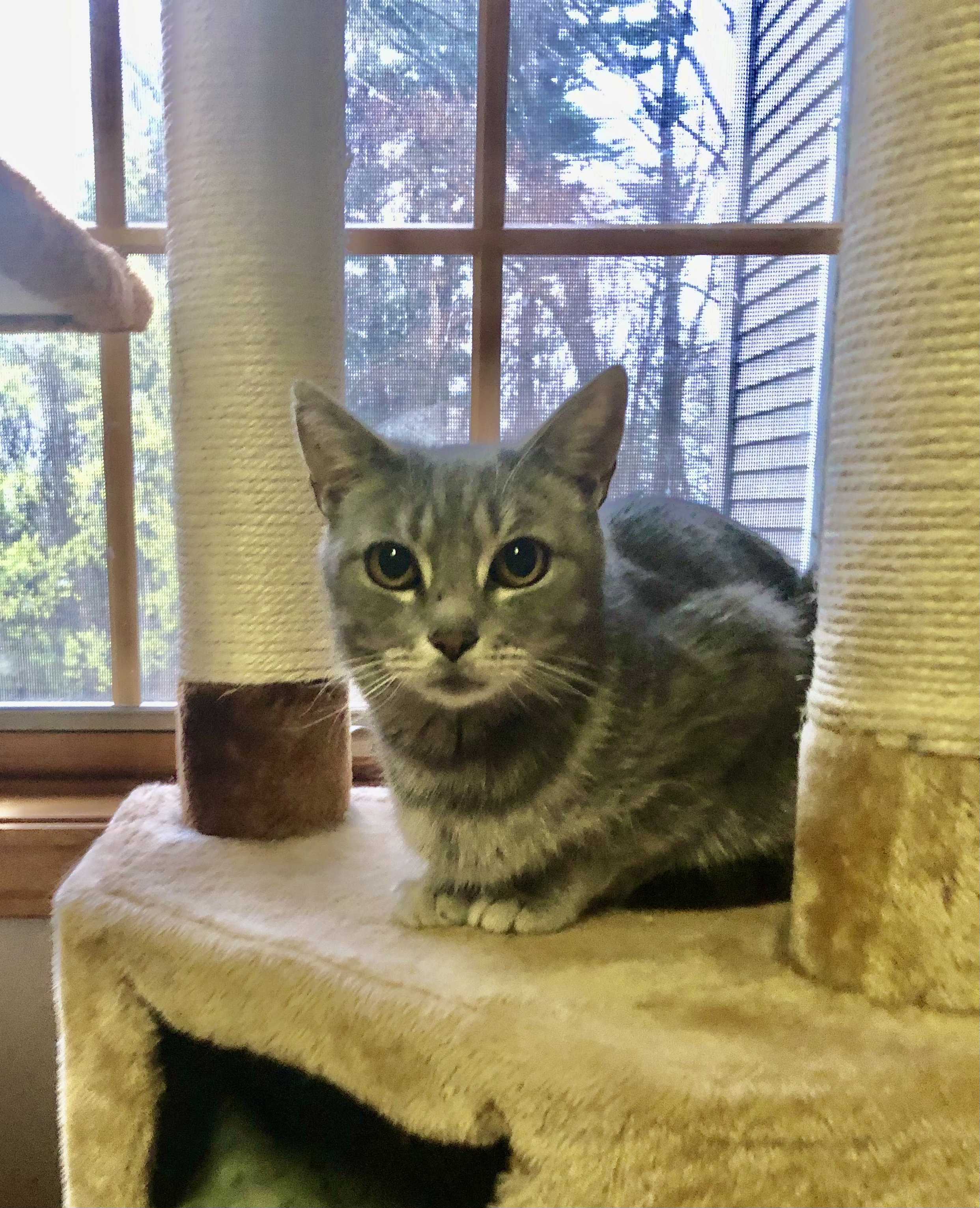 LANDRY, adoptable, Young Female Tabby & Domestic Short Hair.