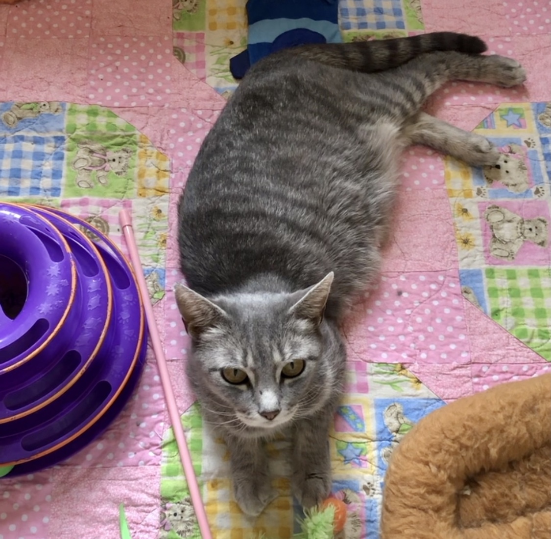 Enlarge LANDRY, an adoptable mixed breed in Albany, NY image 2/3