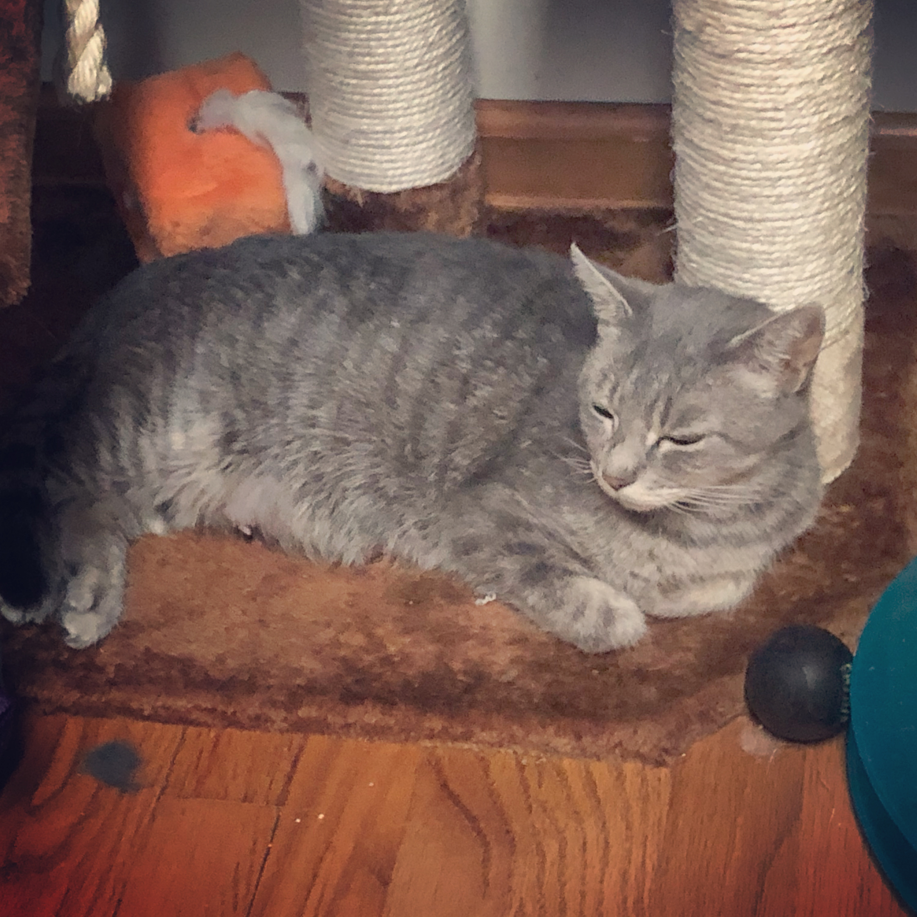 Enlarge LANDRY, an adoptable mixed breed in Albany, NY image 3/3