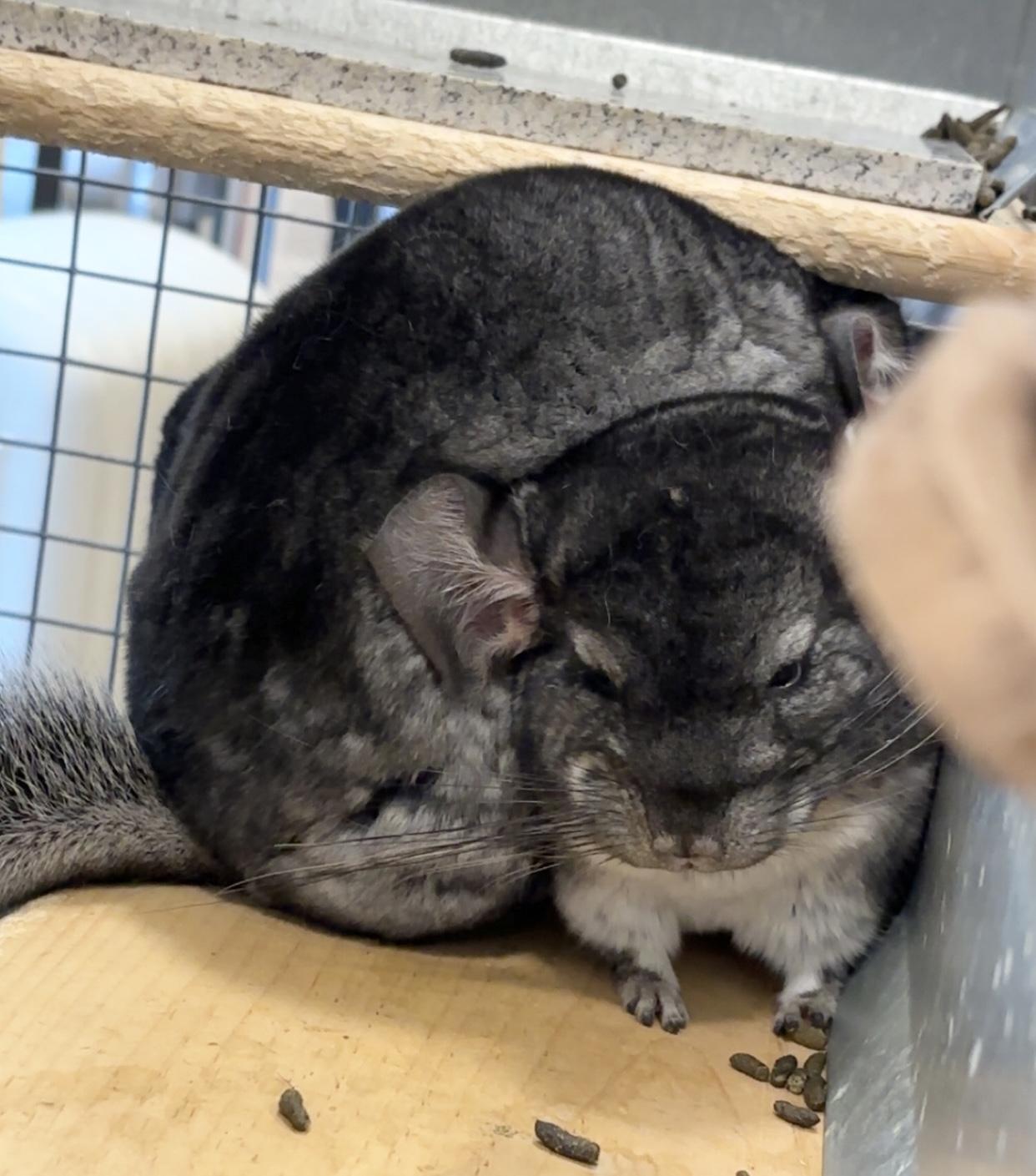 Enlarge Portmouse, an adopted Chinchilla in Notre Dame, IN image 1/3