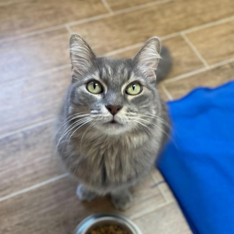 Olivia, Adopted, Adult Female Domestic Medium Hair.