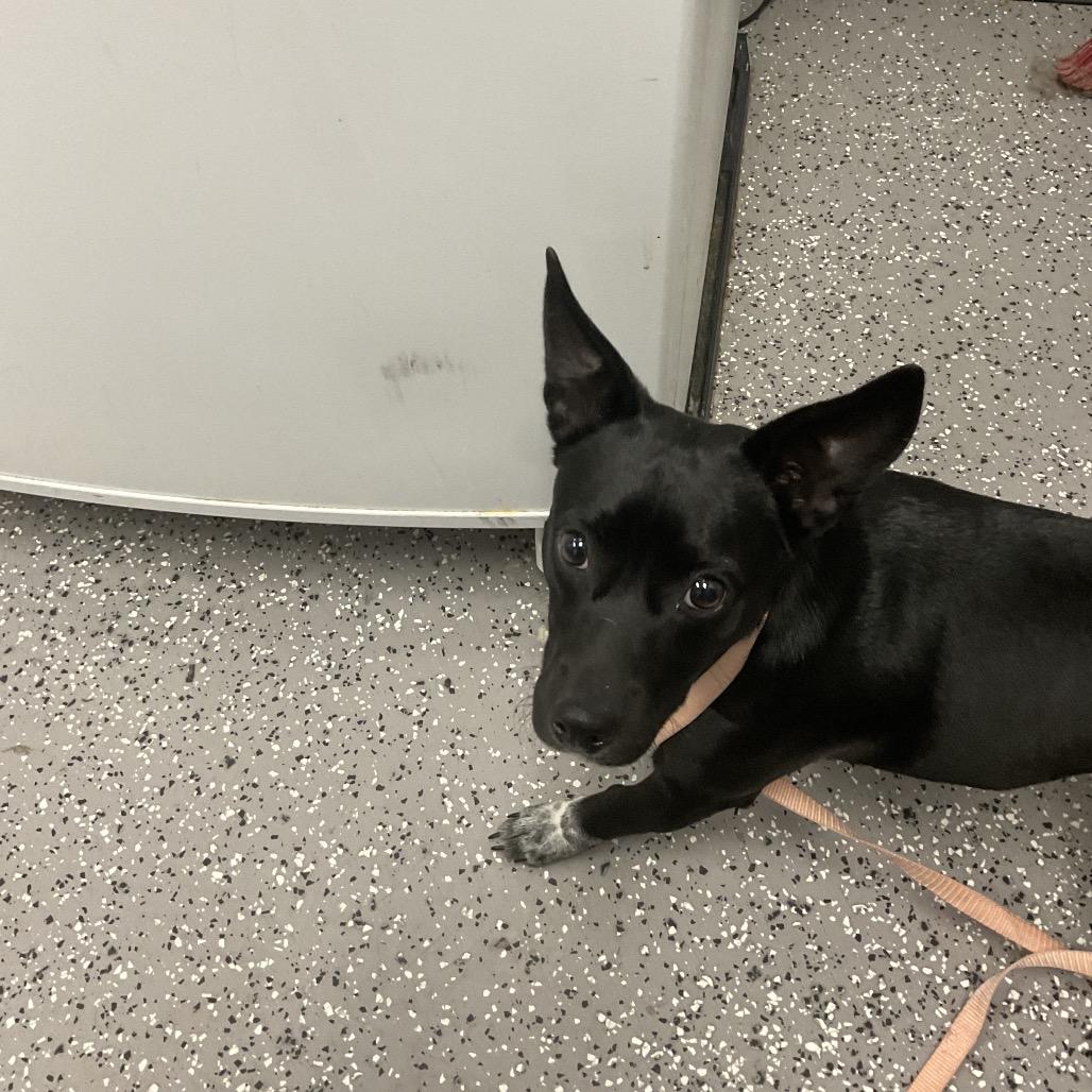 Nebula, a Adoptable mixed breed in Henderson, NV image 1/4