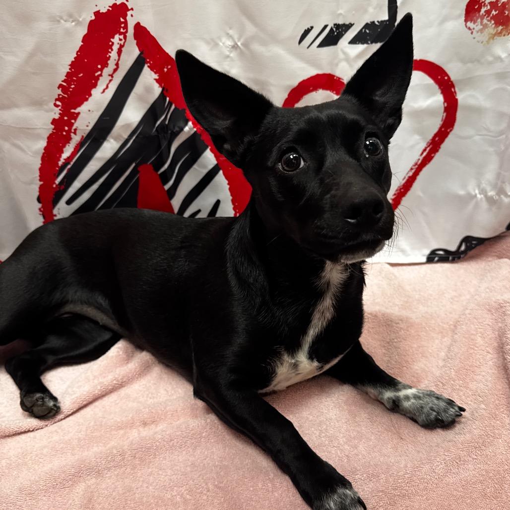 Nebula, a Adoptable mixed breed in Henderson, NV image 2/4