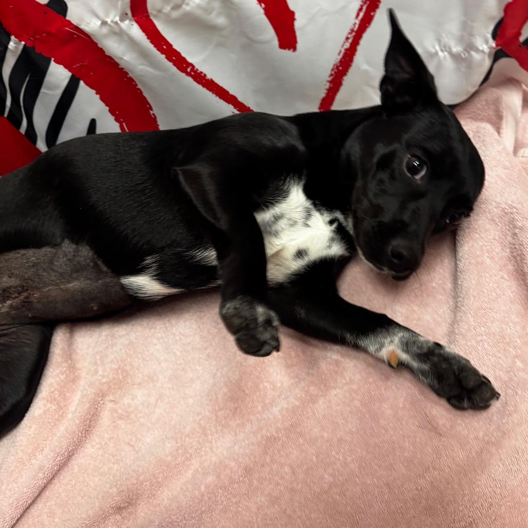 Nebula, a Adoptable mixed breed in Henderson, NV image 3/4