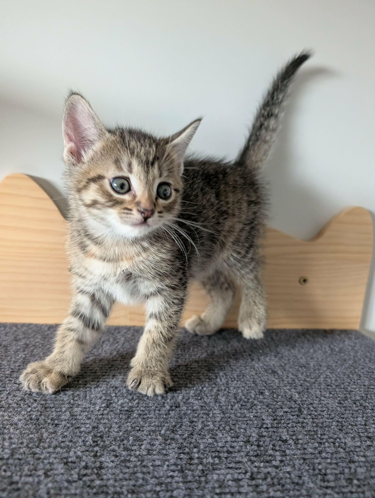 Cha-Cha, ADOPTABLE, Kitten Female Tabby.