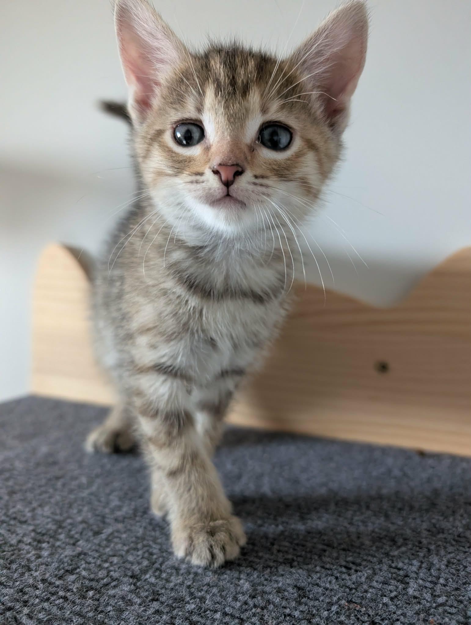 Enlarge Cha-Cha, a ADOPTABLE Tabby in Edmonton, AB image 2/2