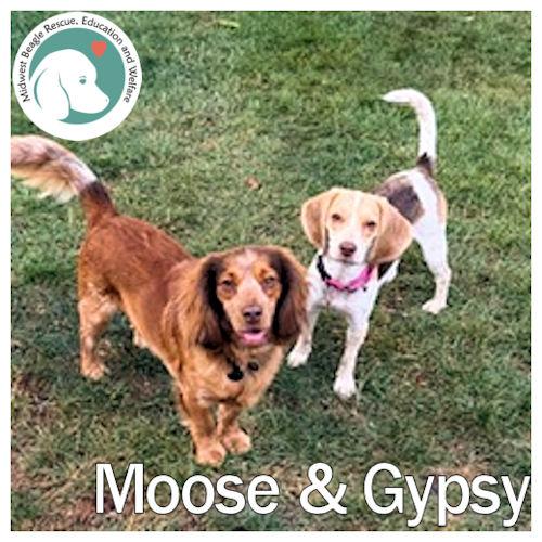 Moose and Gypsy (Bonded Pair), ADOPTABLE, Young Male Beagle.
