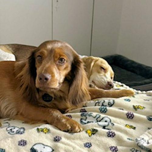 Moose and Gypsy (Bonded Pair), a ADOPTABLE Beagle in Toledo, OH image 5/6