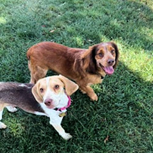 Moose and Gypsy (Bonded Pair), a ADOPTABLE Beagle in Toledo, OH image 3/6
