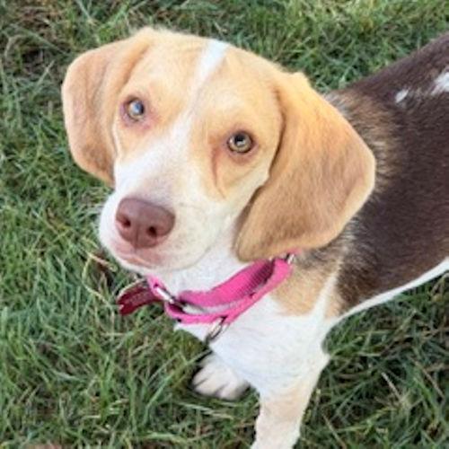 Moose and Gypsy (Bonded Pair), a ADOPTABLE Beagle in Toledo, OH image 4/6