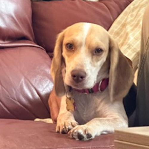 Moose and Gypsy (Bonded Pair), a ADOPTABLE Beagle in Toledo, OH image 6/6