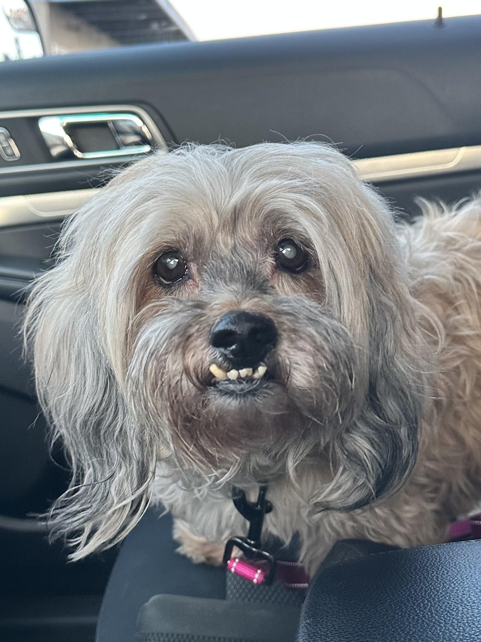 CHUY 2, Adoptable, Senior Male Bichon Frise.