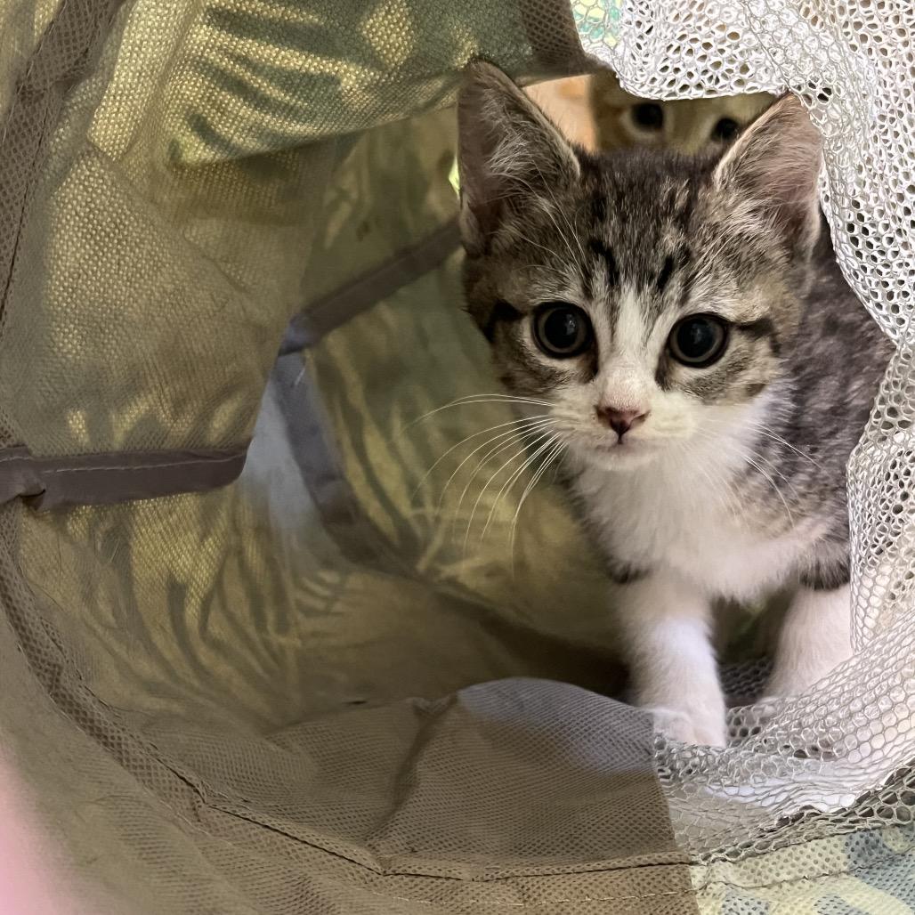 Joni Mitchell, Adoptable, Kitten Female Domestic Short Hair.