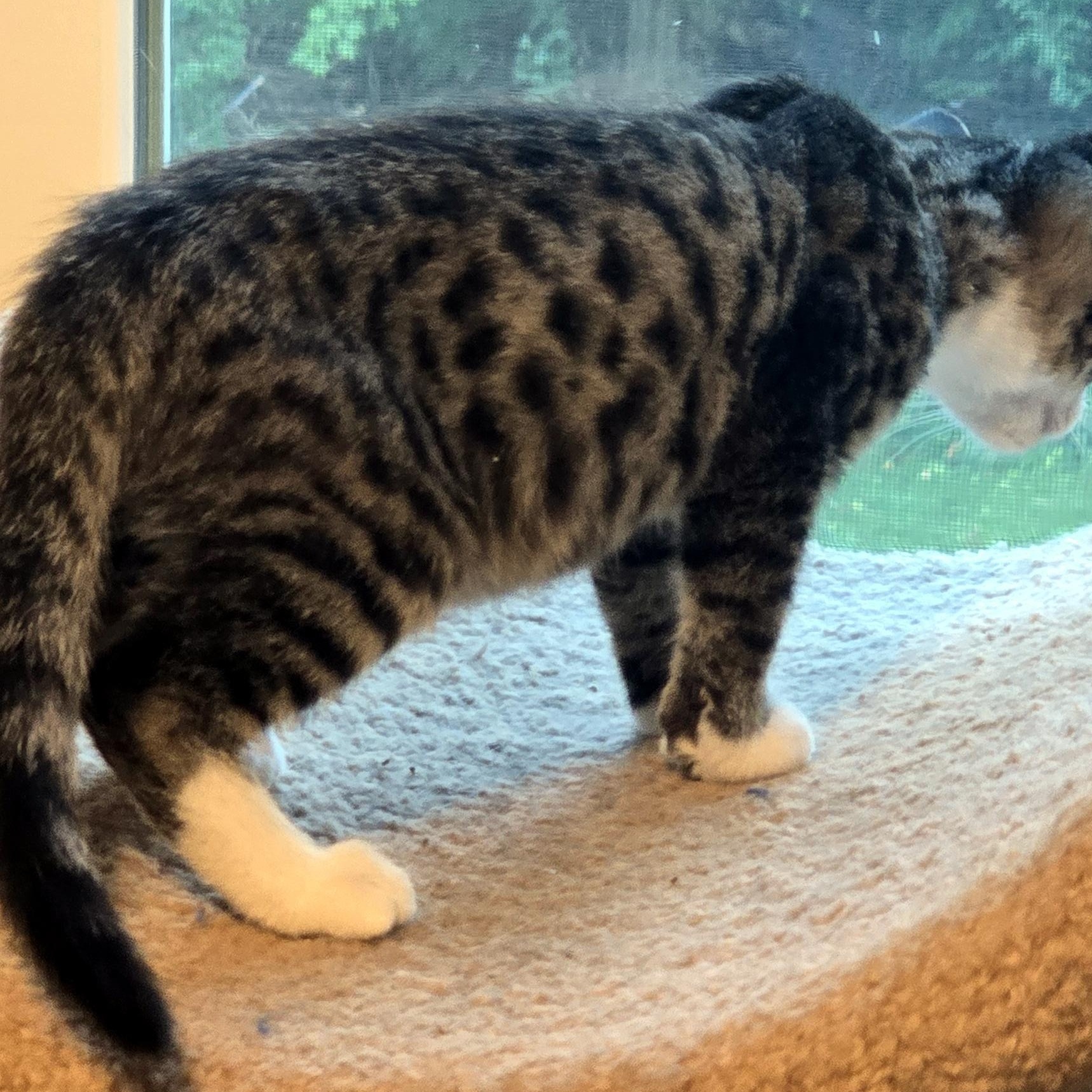 Enlarge Tony, a Adoptable Domestic Short Hair in Wadsworth, OH image 2/4