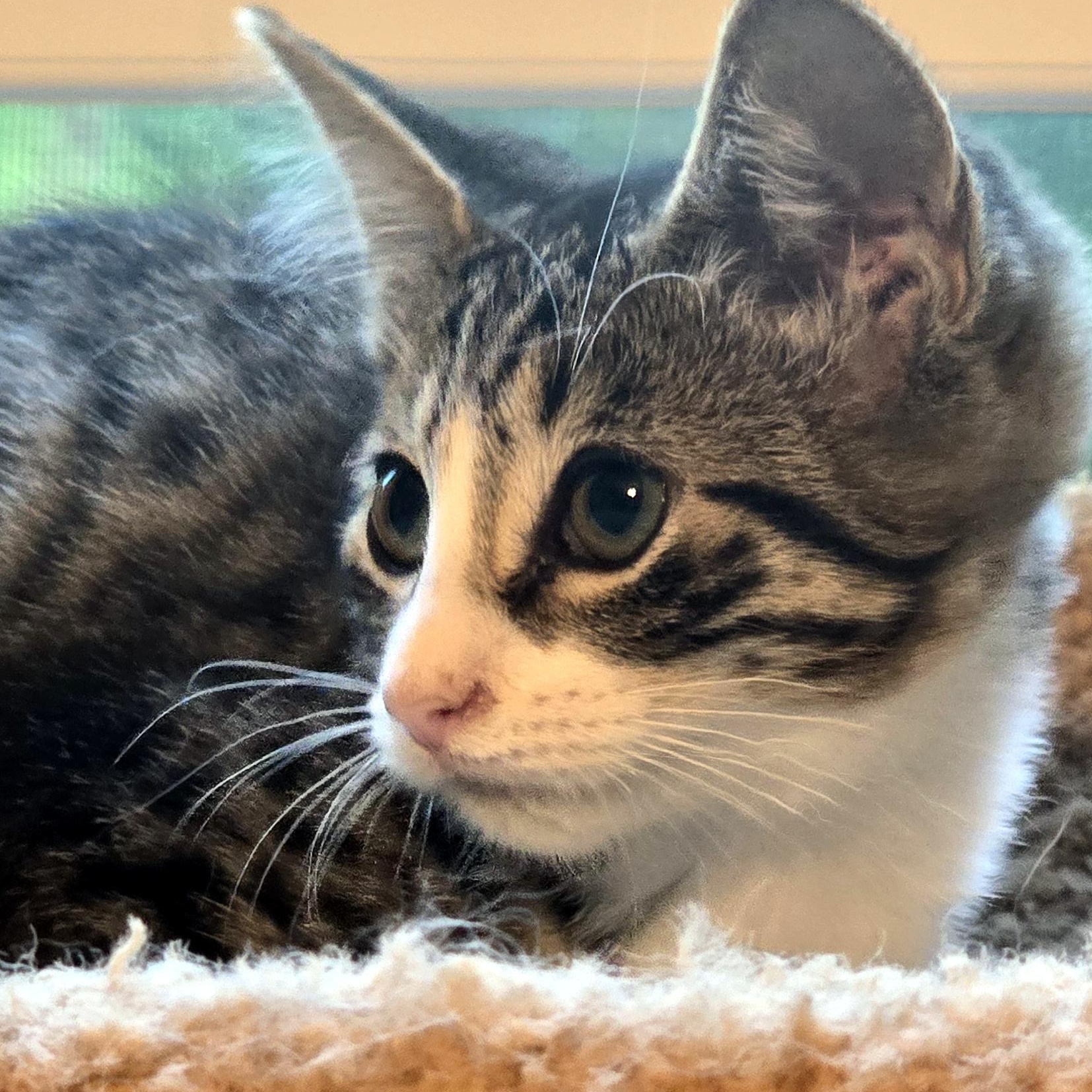 Enlarge Tony, a Adoptable Domestic Short Hair in Wadsworth, OH image 3/4