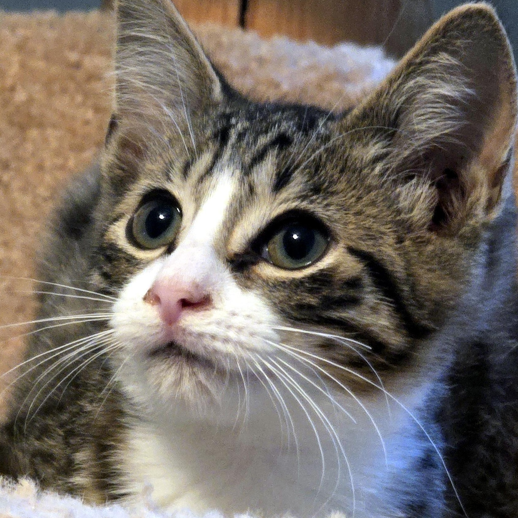 Enlarge Tony, a Adoptable Domestic Short Hair in Wadsworth, OH image 4/4