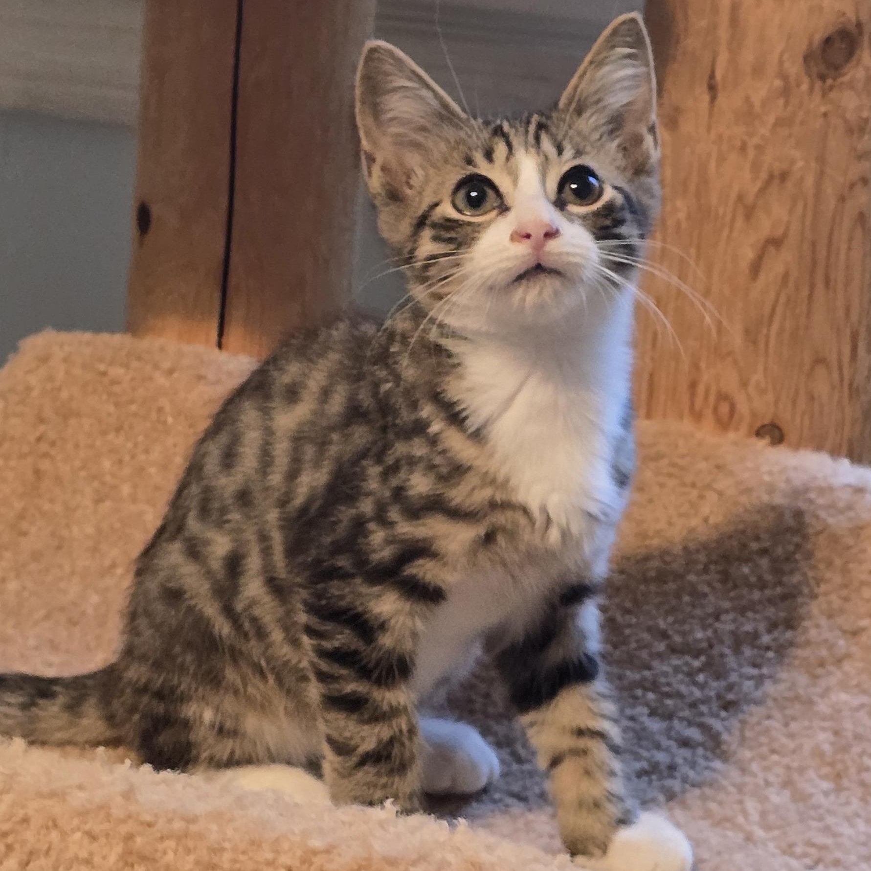 Tony, Adoptable, Kitten Male Domestic Short Hair.