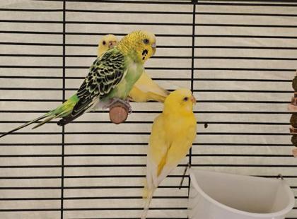 Enlarge Skirt, a Adoptable Parakeet (Other) in Seattle, WA image 1/1