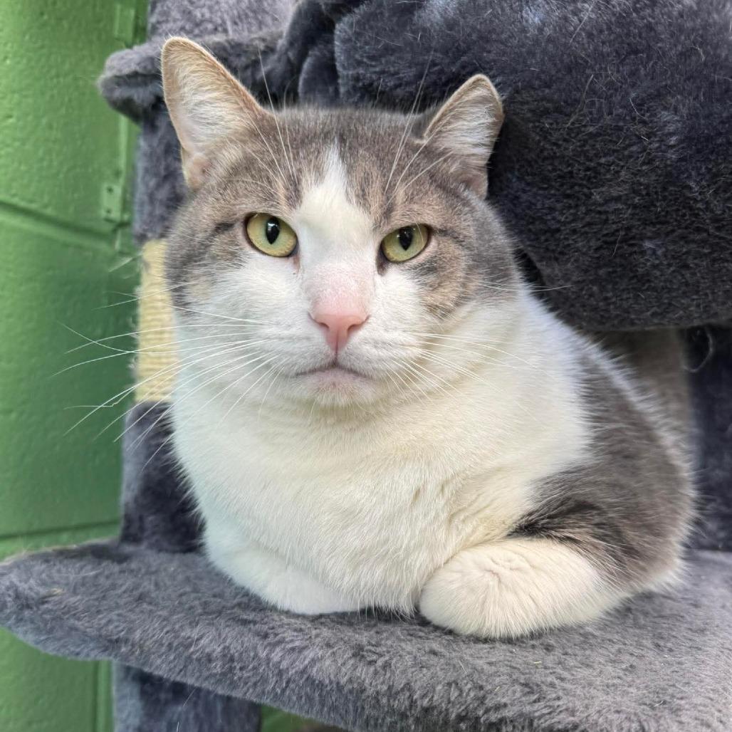 Loki, Adoptable, Adult Male Domestic Short Hair.
