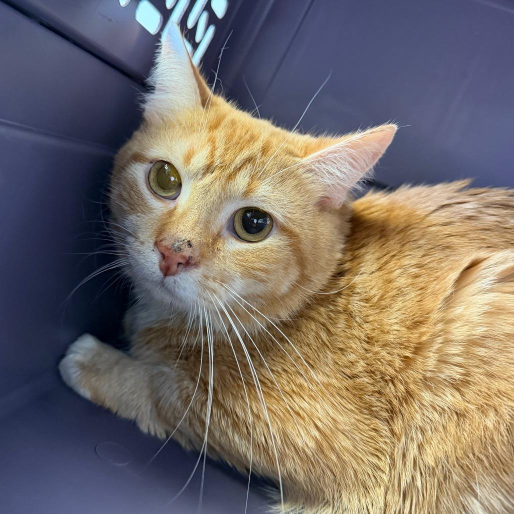 Enlarge Ritz, a Adoptable Domestic Short Hair in Watertown, NY image 1/2