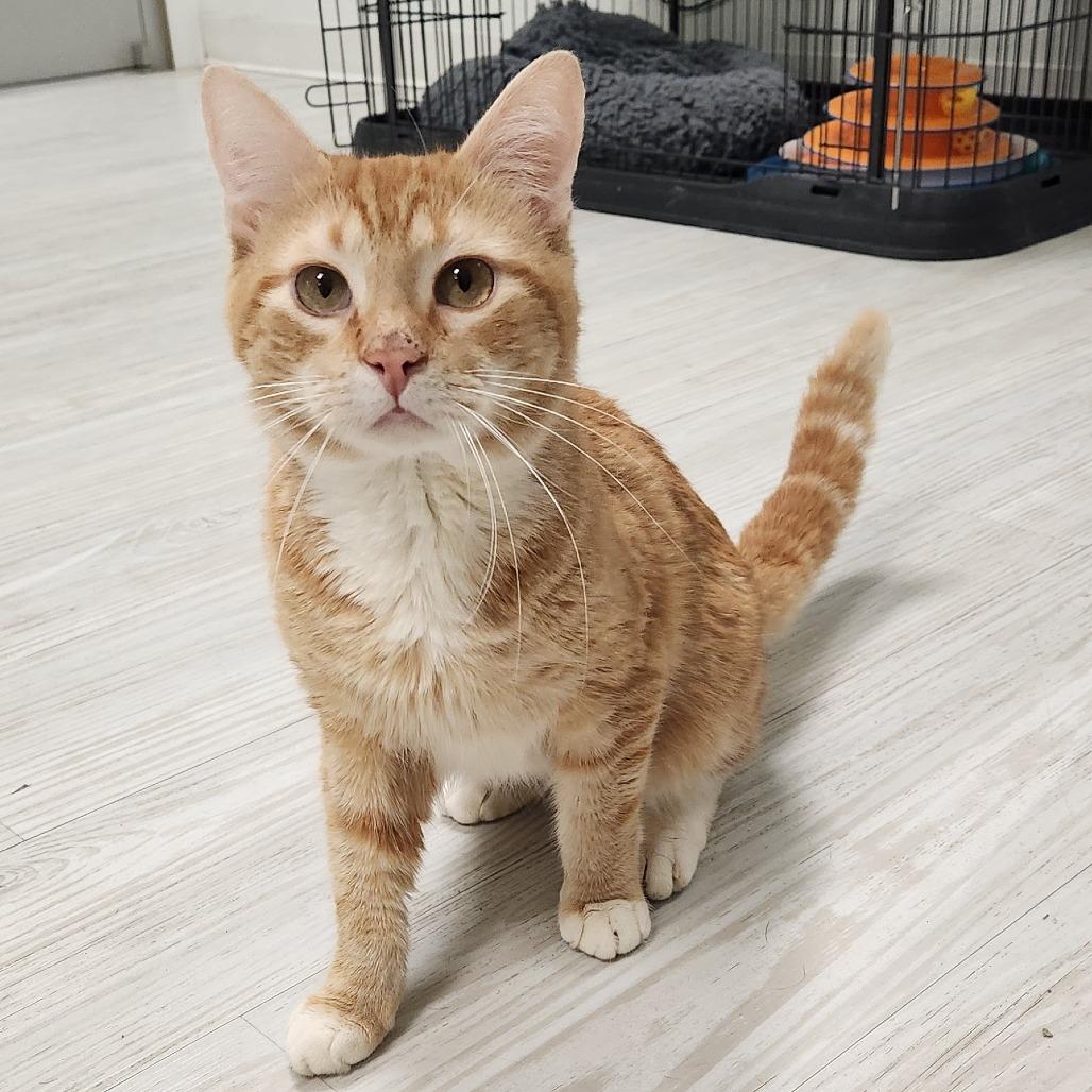 Ritz — thumbnail 2