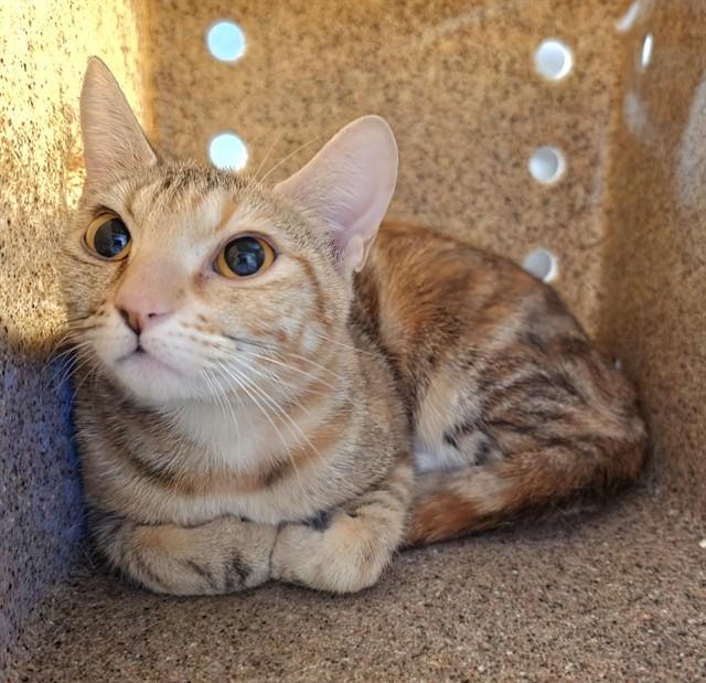 JUNI, Adoptable, Young Female Domestic Short Hair & Domestic Short Hair.