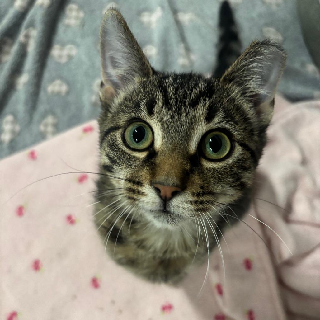 Rowan 80C25, Adoptable, Kitten Male Domestic Short Hair & Domestic Short Hair.