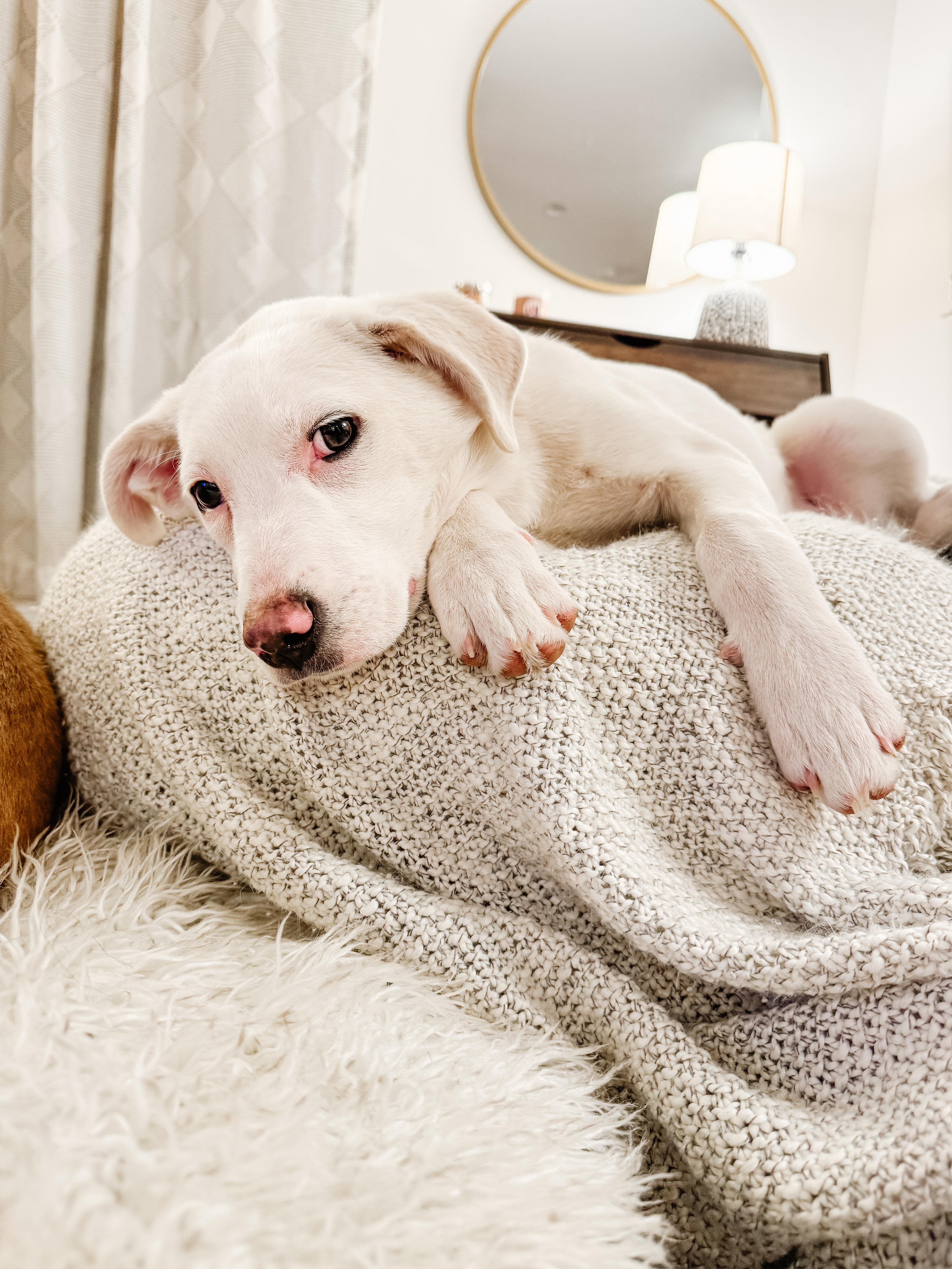 Enlarge Zoey , a Adoptable mixed breed in brattleboro, VT image 5/6