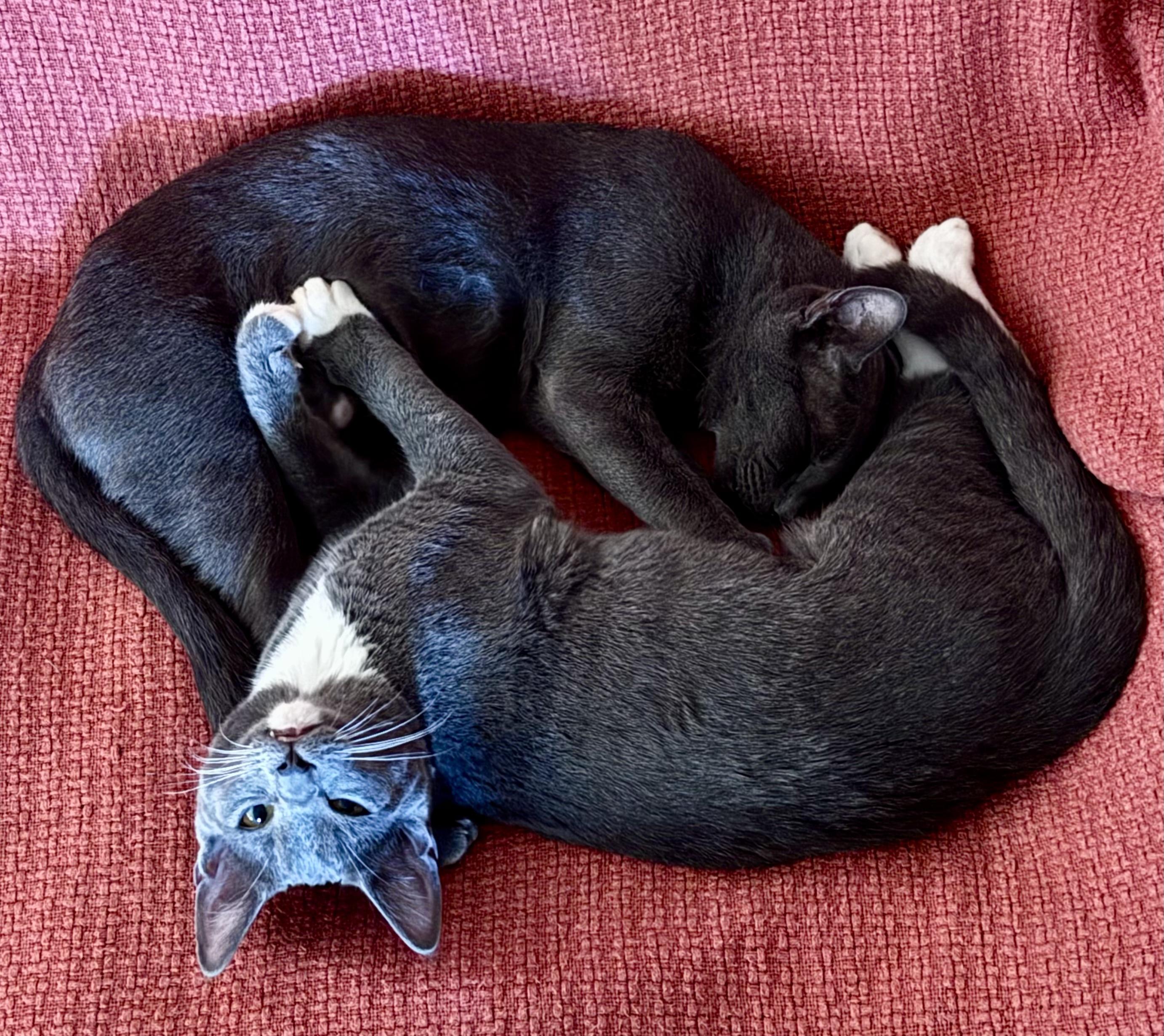 Enlarge Chloe and Socks, a Adoptable American Shorthair in Apache, OK image 2/2