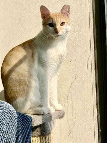 Enlarge MURPHY, an adopted mixed breed in Churchville, PA image 2/4