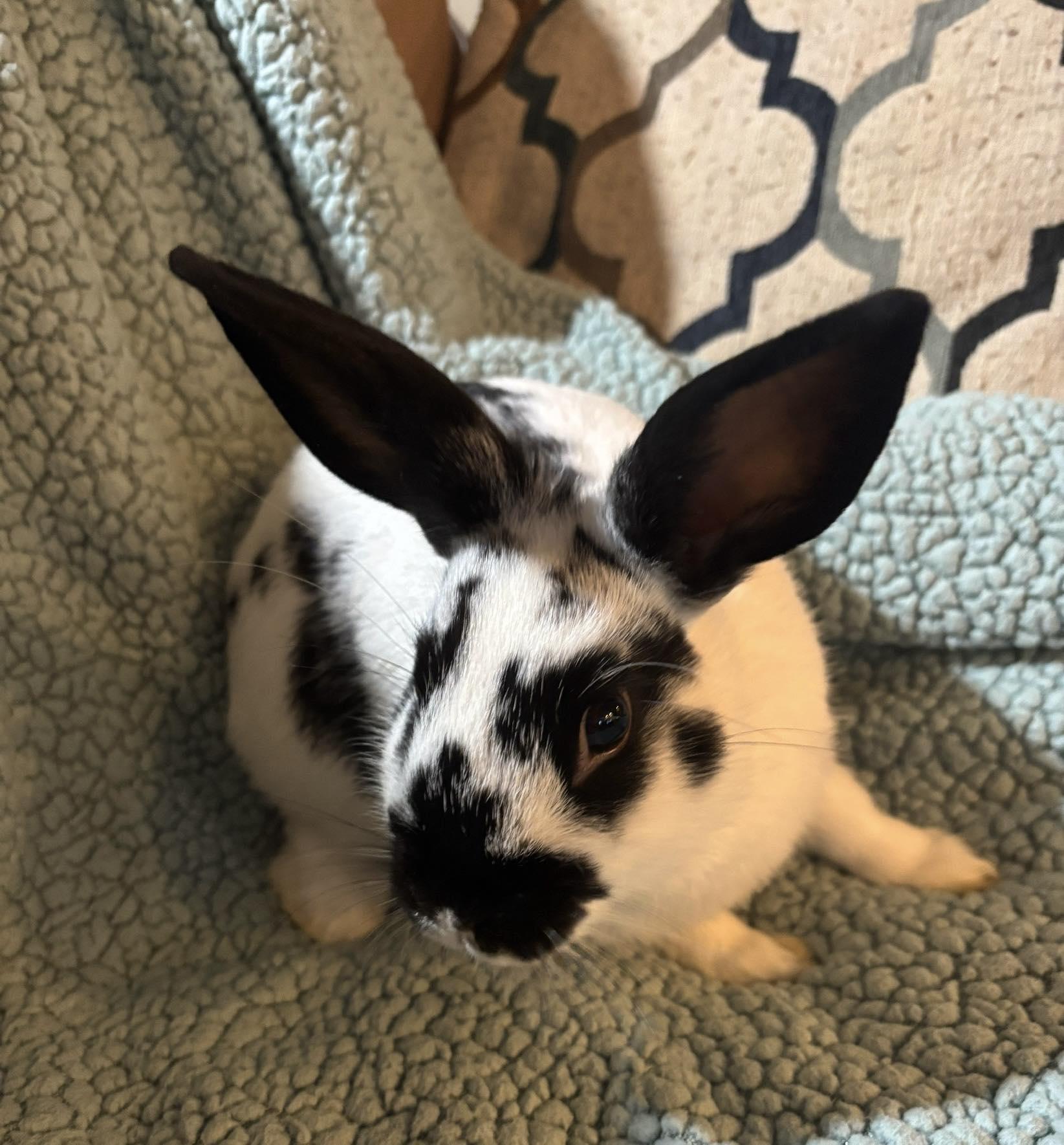 Enlarge Arlo, an adopted English Spot in Philadelphia, PA image 1/1