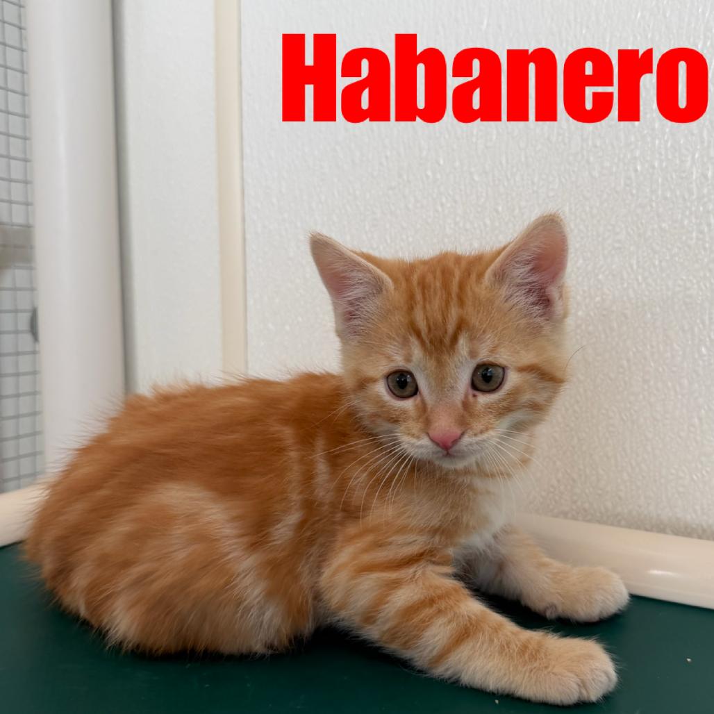 Habenero, Adoptable, Kitten Male Domestic Short Hair.