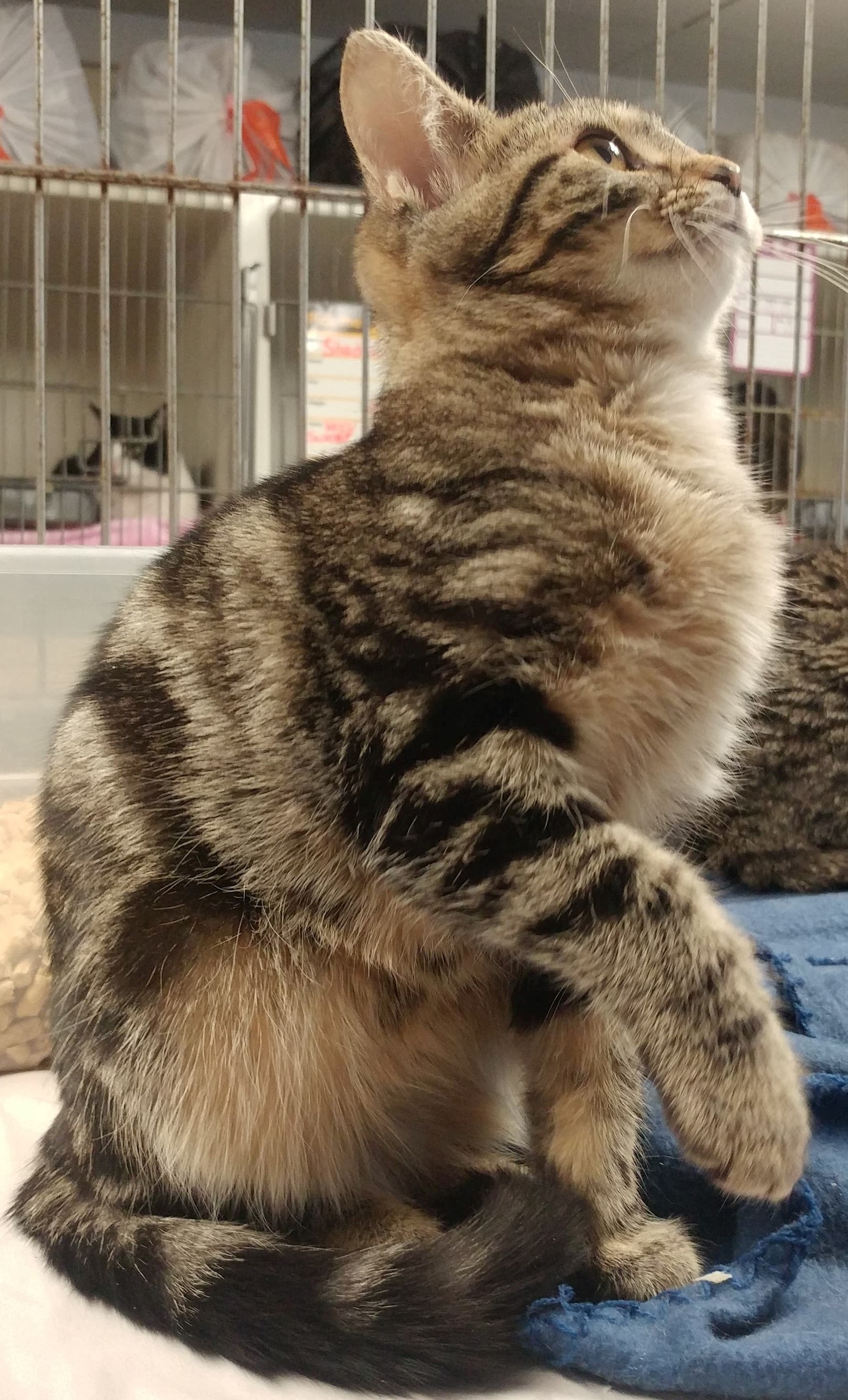 Ruby, Adoptable, Young Female Domestic Short Hair.