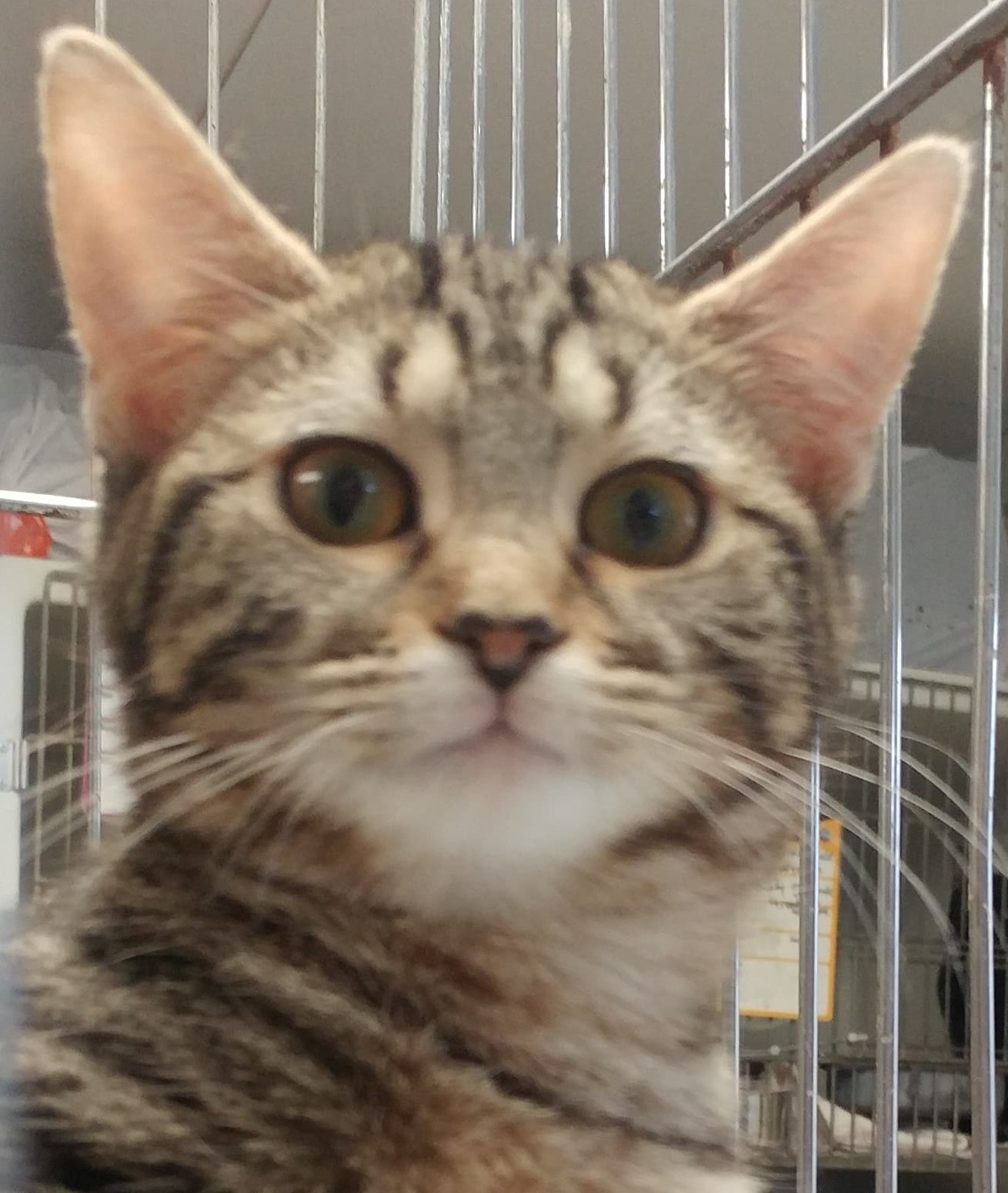 Ruby, a Adoptable mixed breed in Robinson, IL image 2/6