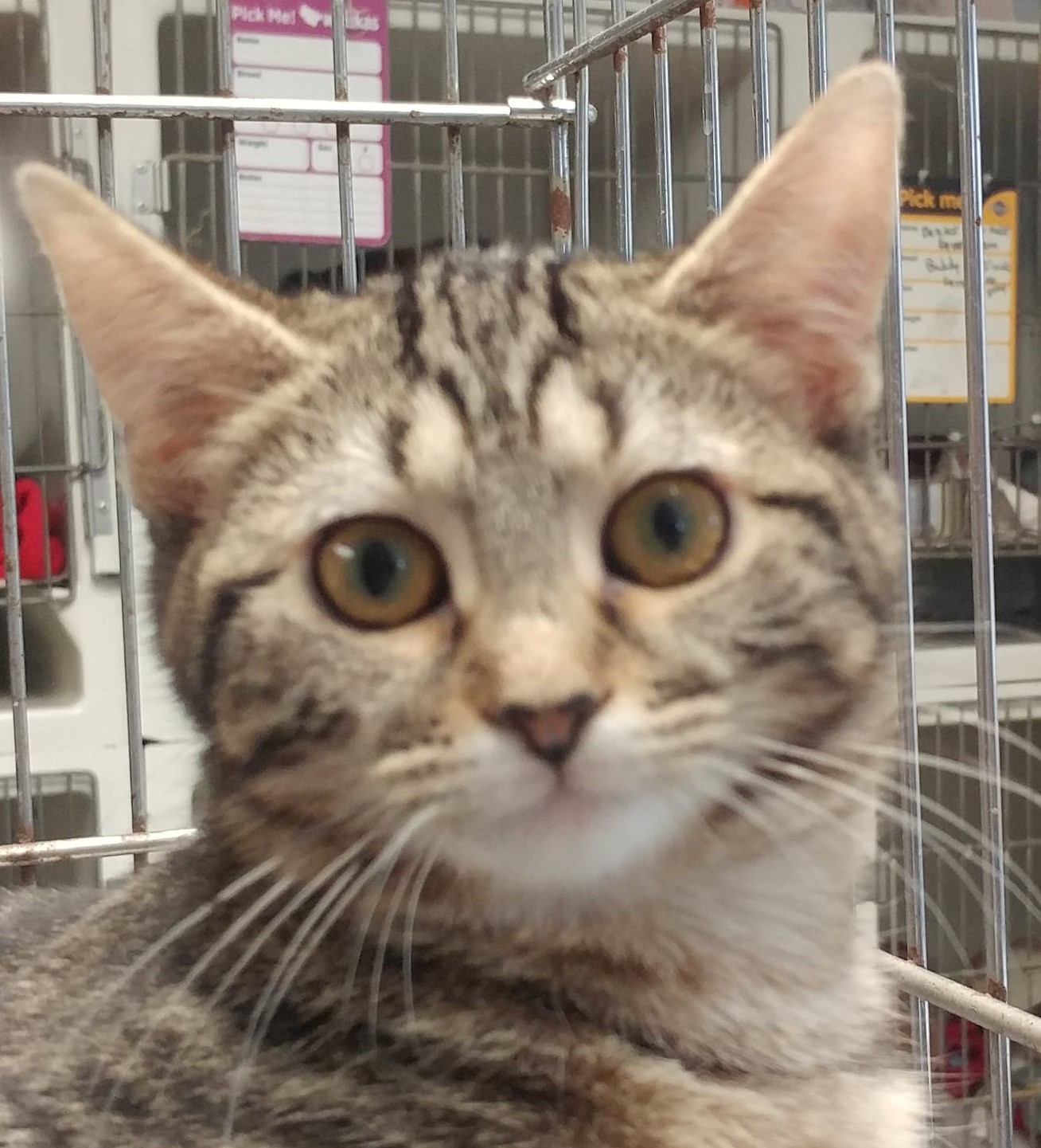 Ruby, a Adoptable mixed breed in Robinson, IL image 3/6