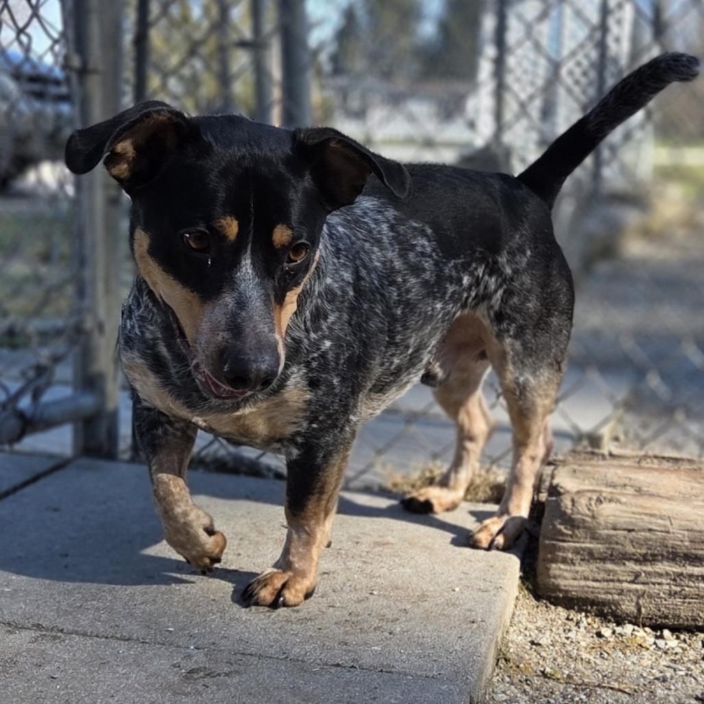 Negan, Adoptable, Adult Male Australian Cattle Dog / Blue Heeler.