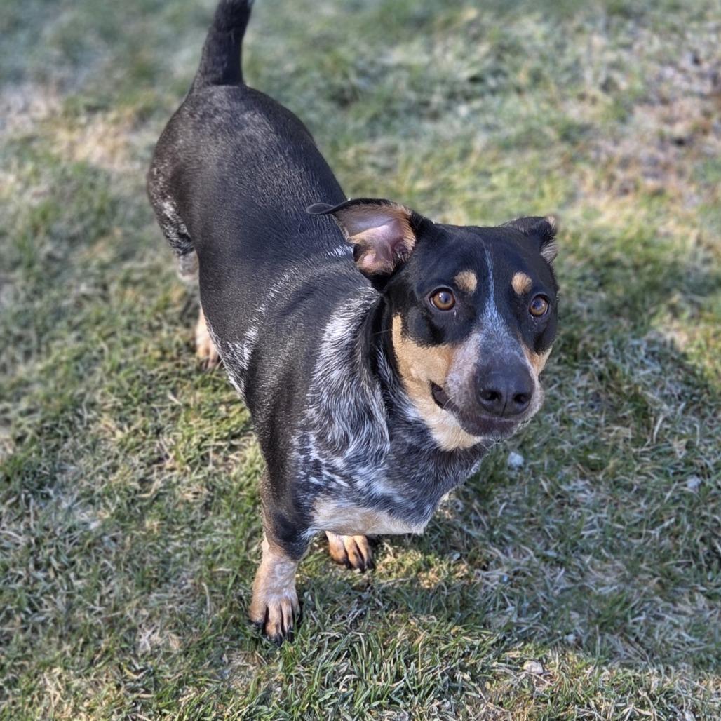 Enlarge Negan, a Adoptable mixed breed in Pittsford, VT image 2/4