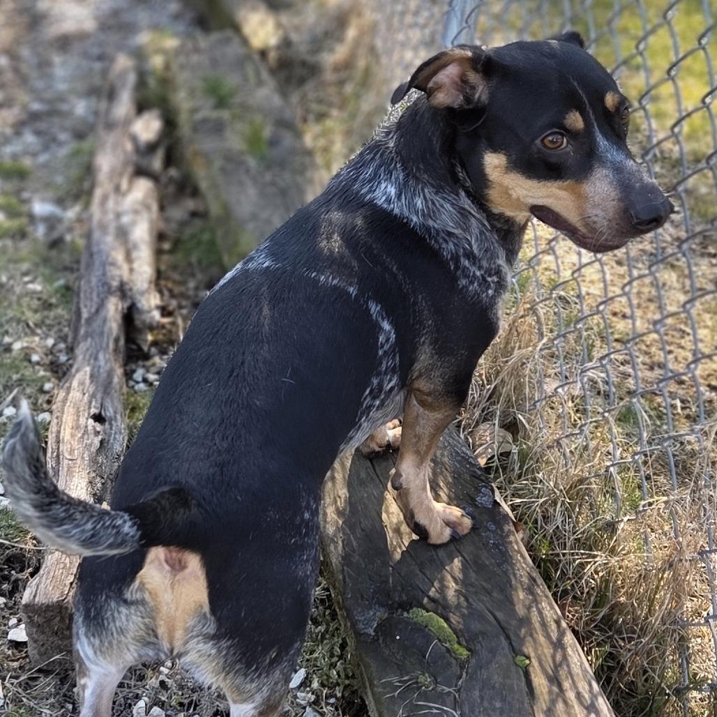 Enlarge Negan, a Adoptable mixed breed in Pittsford, VT image 3/4