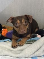 Enlarge Nina , an adopted Chihuahua in Edgewood, NM image 1/1