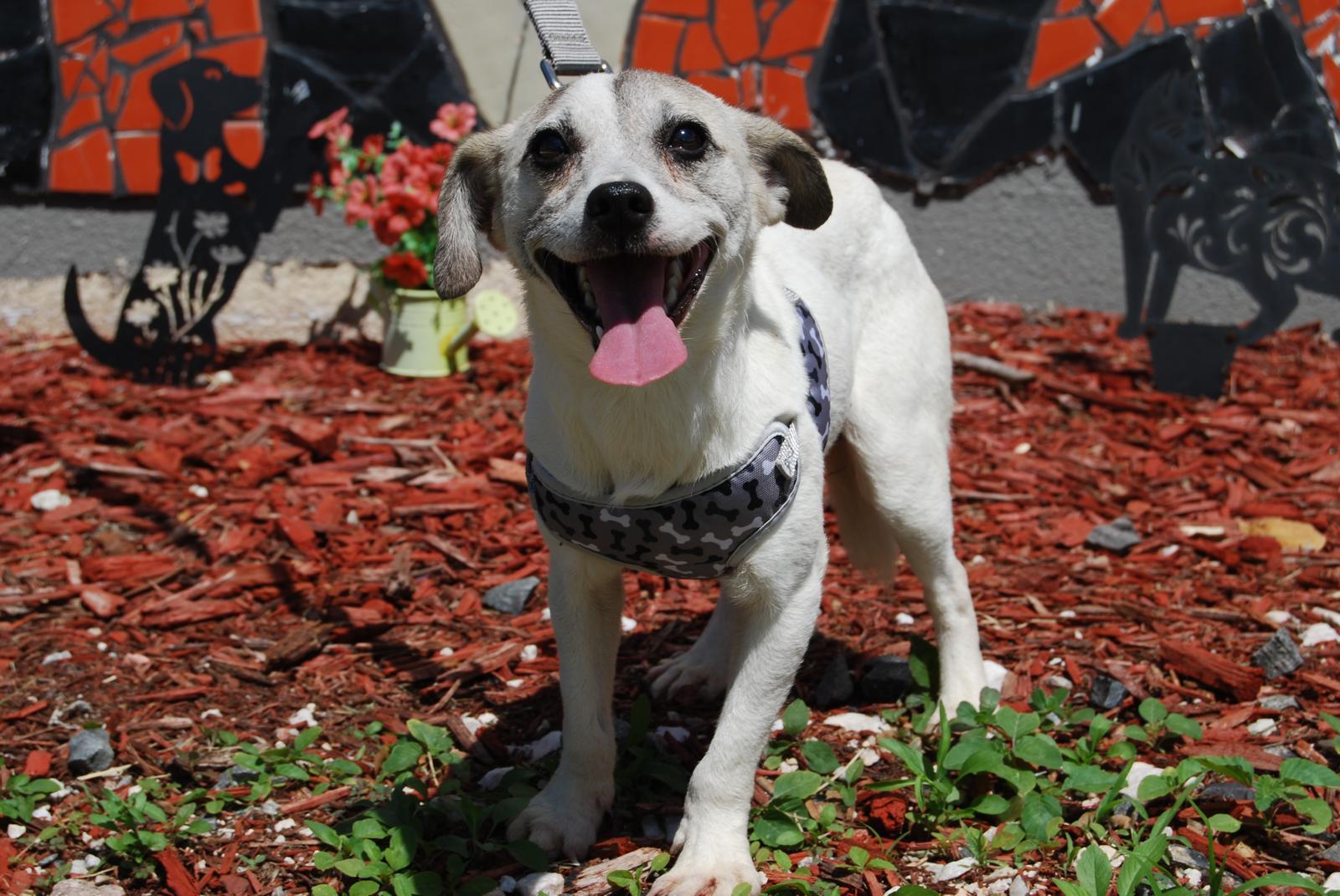 Enlarge ALBAN, a ADOPTABLE Chihuahua in Miami, FL image 1/1