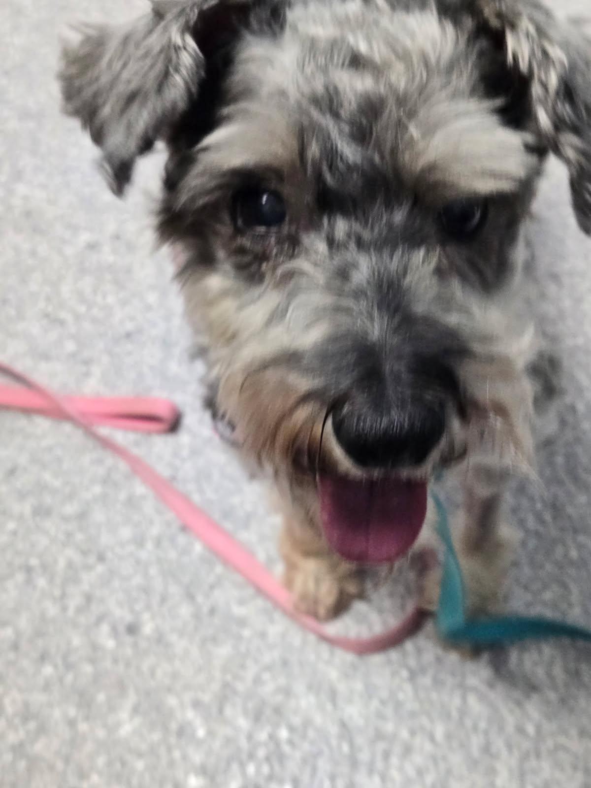 Enlarge Gemma, a ADOPTABLE Miniature Schnauzer in Littleton, CO image 2/3