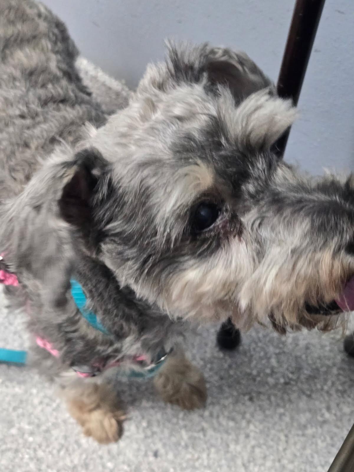 Enlarge Gemma, a ADOPTABLE Miniature Schnauzer in Littleton, CO image 3/3